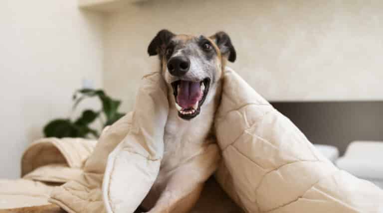 Hundar i husbolag – Konsumentförbundets jurist listar de vanligaste problemen som förekommer